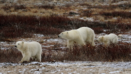Polar Bear - Ursus maritimus, Churchill, Canada, Canada