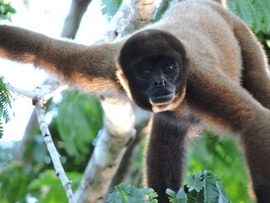 Wooly monkey, Yarapa, Amazon, Peru, Peru