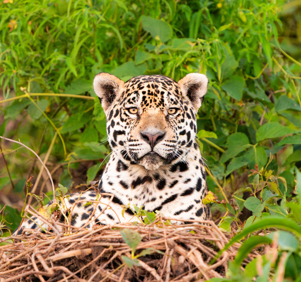 Jaguar, Pantanal, Brazil