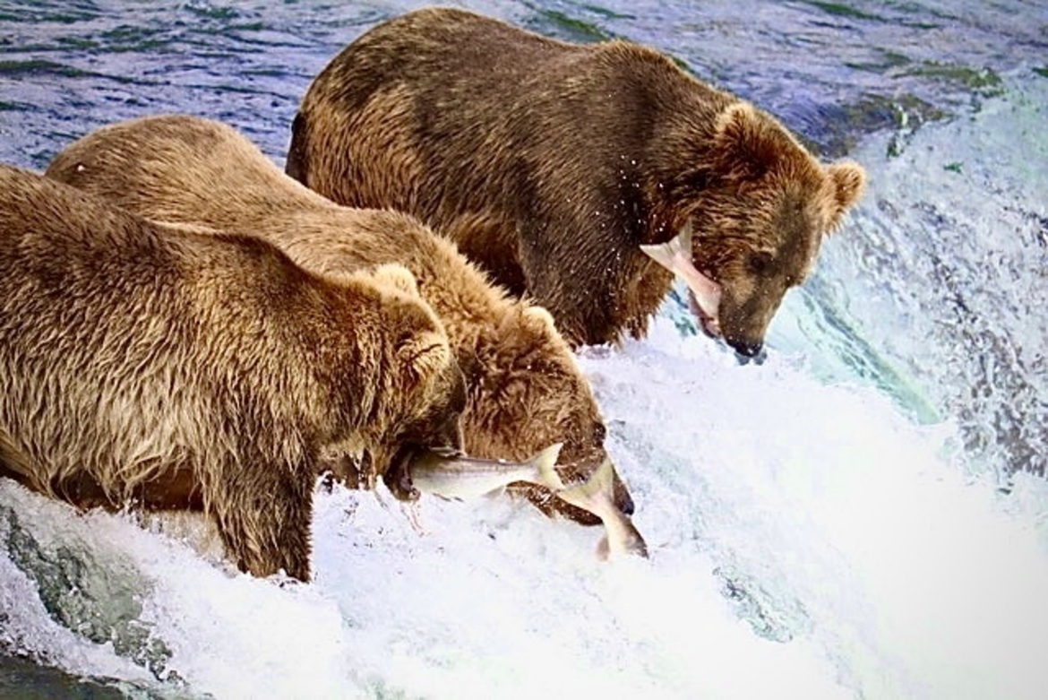 Brown Bear, Katmai National Park, Brooks Falls, Alaska, United States Of America