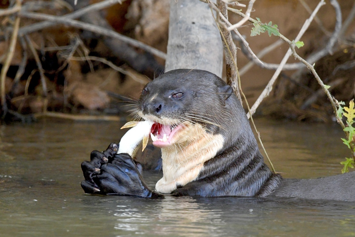 Giant River Otter, The Pantanal, Brazil