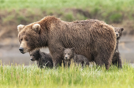 Ursus Coastal Brown Bear, Katmai National Park, United States Of America