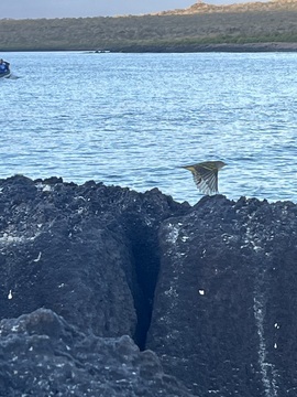 , Isla Espanola In Galapagos National Park, Ecuador