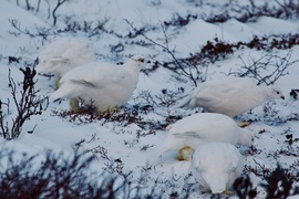 Ptarmigans, Churchill, Mb, Canada