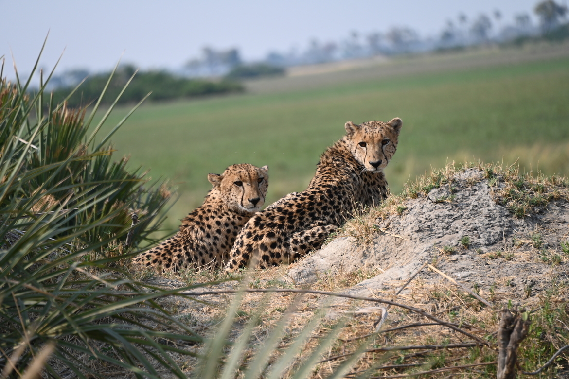 , Botswana, Botswana