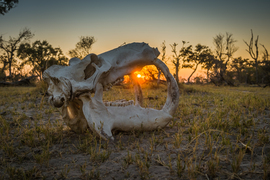 Hippo (skull), Khwai Private Reserve, Botswana