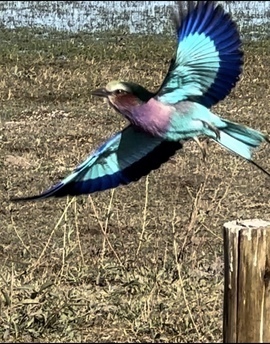 Lilac breasted roller, Okavango Delta, Botswana