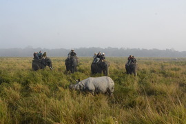 One-horned Rhinoceros , Kaziranga, India