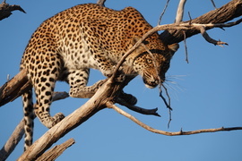 Leopard, Okavango Delta, Botswana