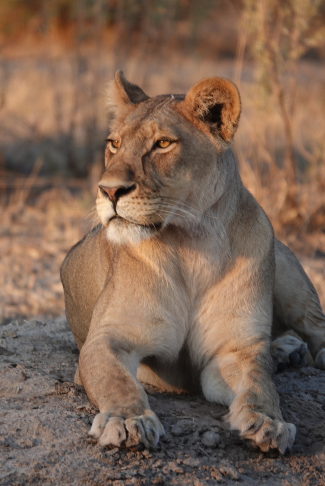 , Okavango Delta, Botswana