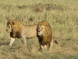 , Serengeti , Tanzania, United Republic Of