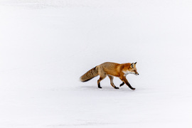Red Fox, Churchill, Canada