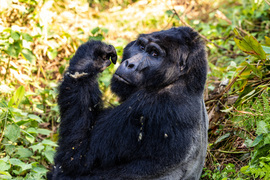 Mountain Gorilla, Bwindi Impenetrable National Park, Uganda