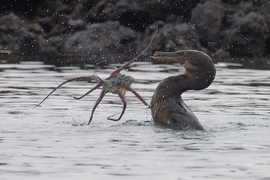 Flightless Cormorant and octopus, Galapagos , Ecuador