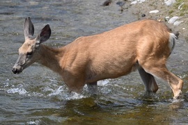 Mule Deer, Grand Teton National Park , United States Of America