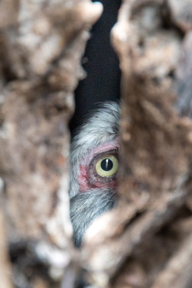 Yellow-billed Hornbill , Gamoti Camp, Botswana
