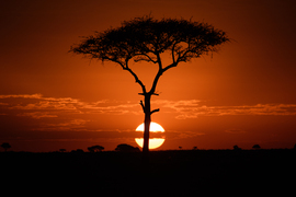 , Serengeti, Tanzania, United Republic Of