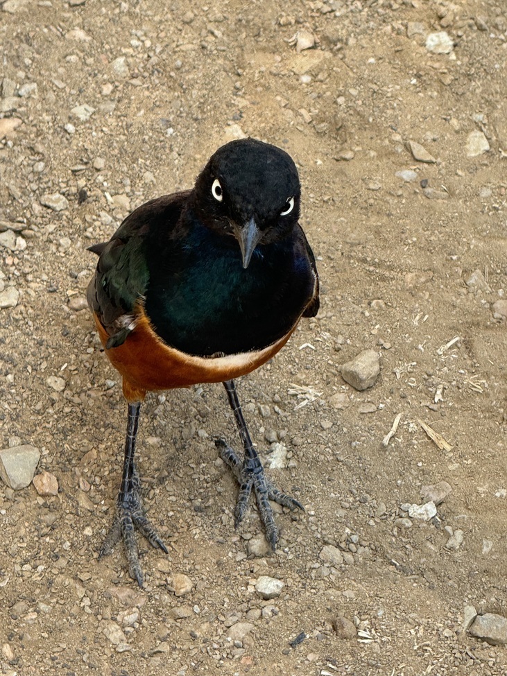 Lamprotornis or, Seronera Airstrip (Seu), Tanzania, United Republic Of