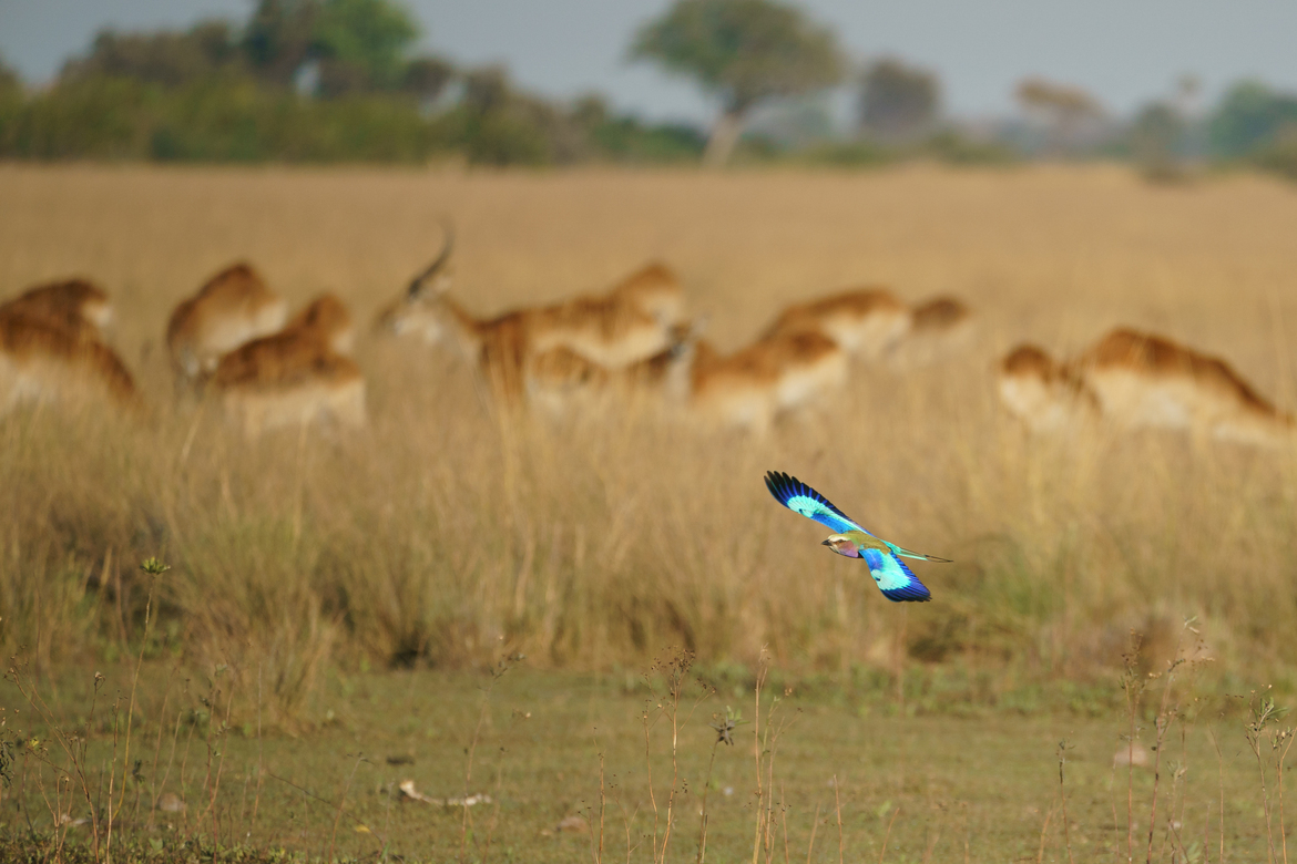 Lilac Breasted Roller, Okavango Delta, Jao Concession, Botswana