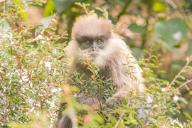 Purple-faced Langur, Hakgala Botanical Garden, Sri Lanka