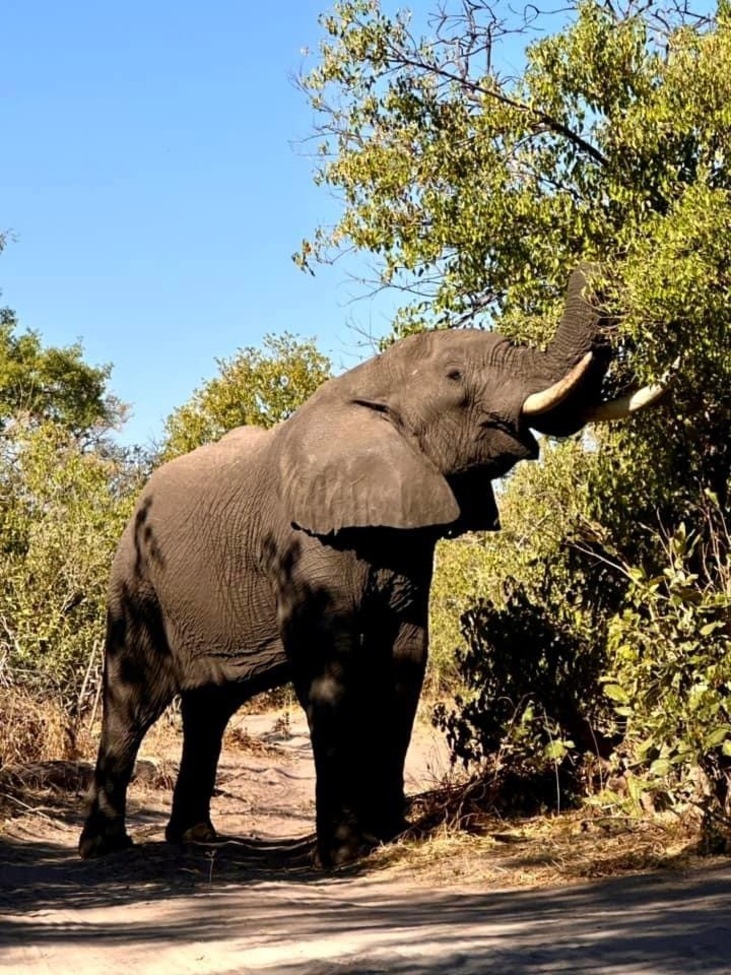 Elephant , Gomoti Camp Vicinity, Botswana