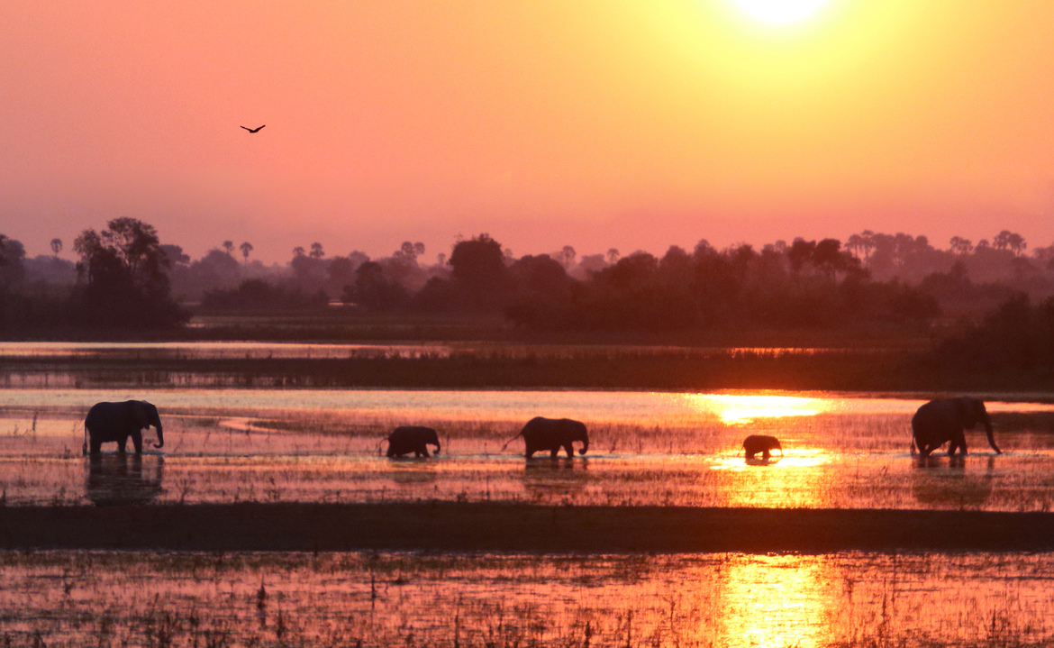 Elephant, Gomorti, Botswana