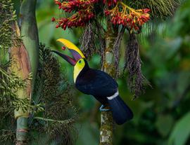 Black-mandibled Toucan, Central Coast, Costa Rica