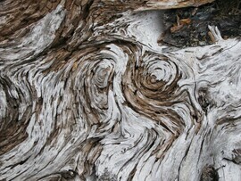 driftwood, Fox Island, Ak, United States Of America
