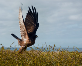 Galapagos Hawk, Galapagos, Ecuador