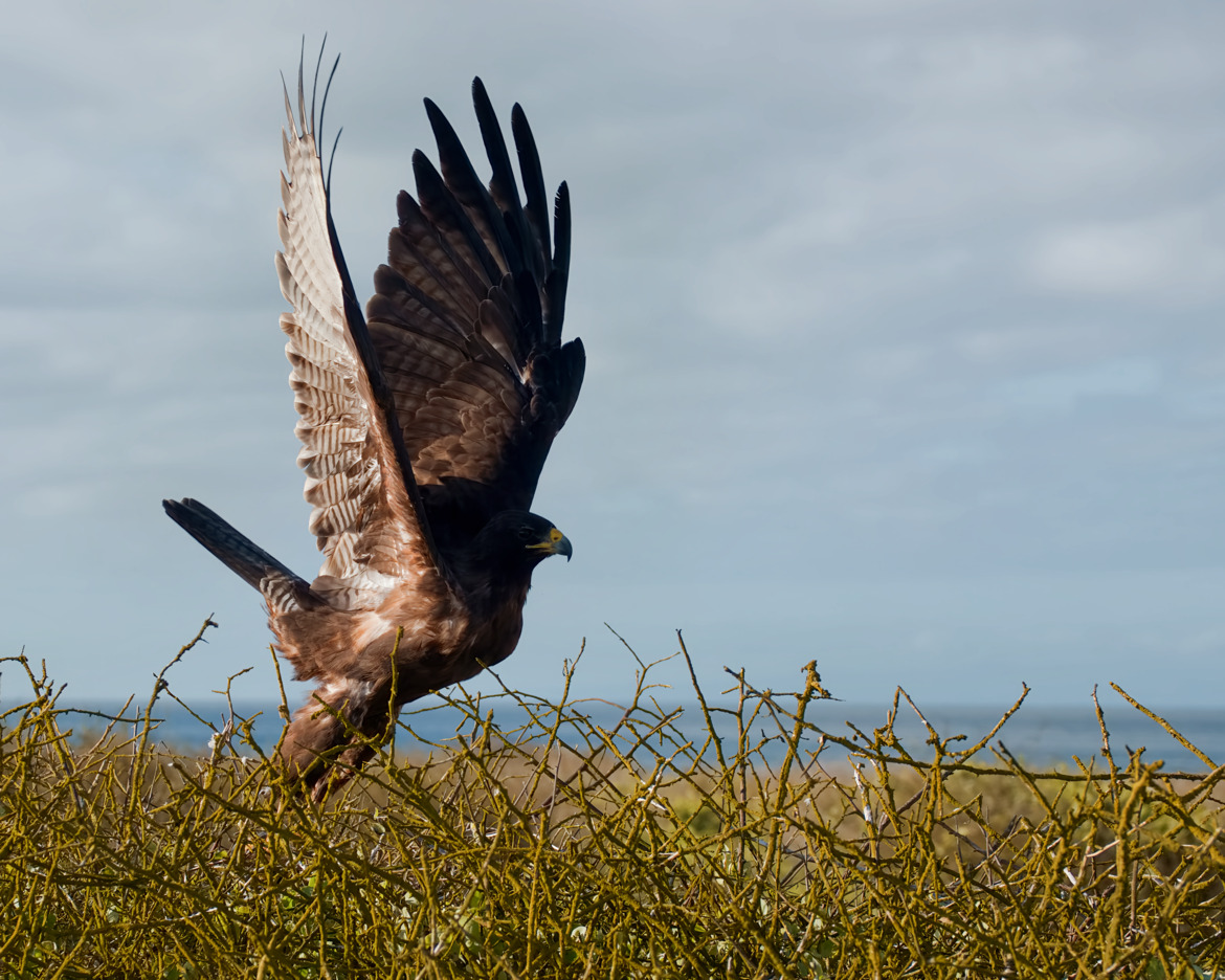 Galapagos Hawk, Galapagos, Ecuador