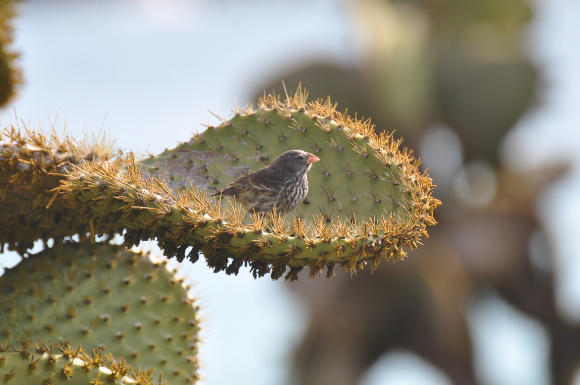 , Galapagos Ecuador   South Plaza Island, Ecuador