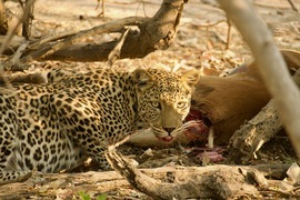Leopard (with impala), Linyanti , Botswana