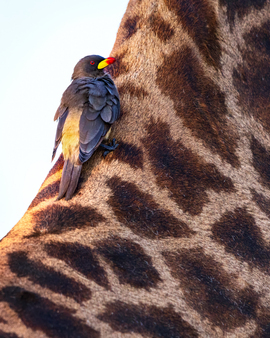 Yellow-billed Oxpecker and Giraffe, Chobe National Park, Botswana