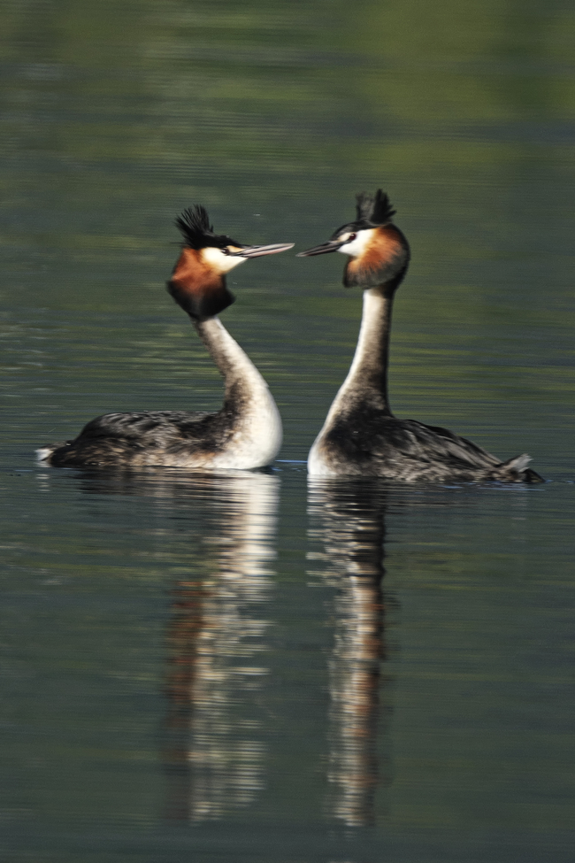 Grebe, Lake Wanaka, New Zealand