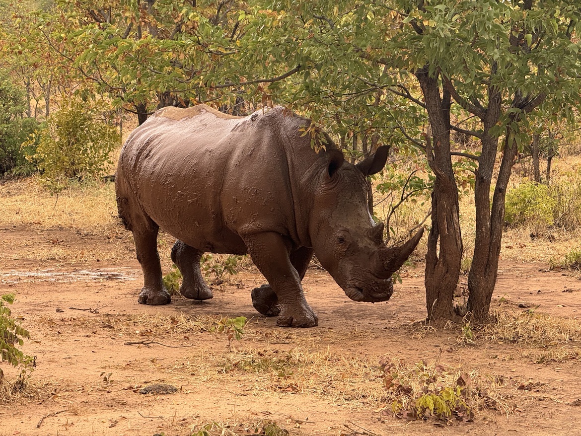White Rhino, Preserve In Zambia, Zambia