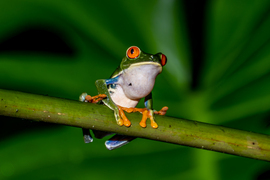Red-eyed Tree Frog, Arenal Observatory Lodge, Costa Rica
