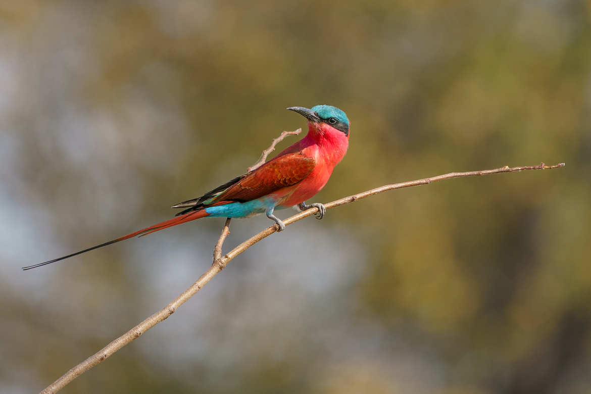 Carmine Bee-Eater, Linyanti Private Reserve, Botswana