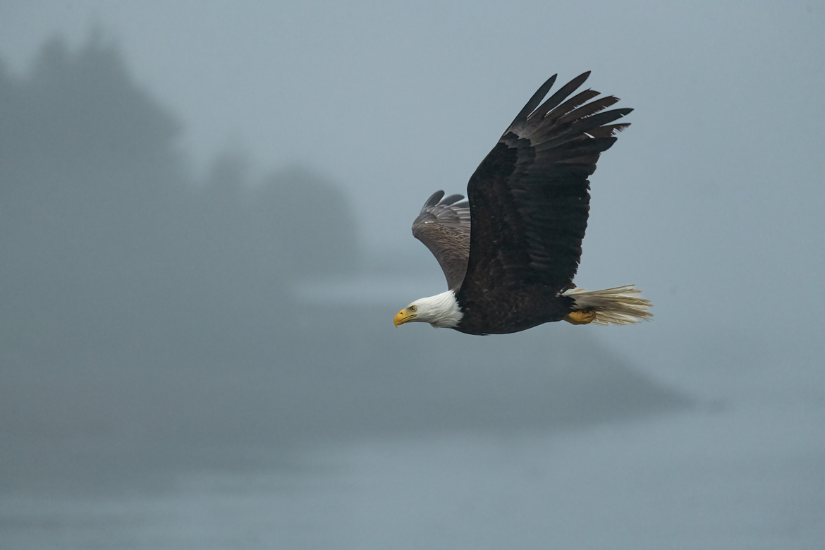 Bald Eagle, Petersburg Alaska, United States Of America