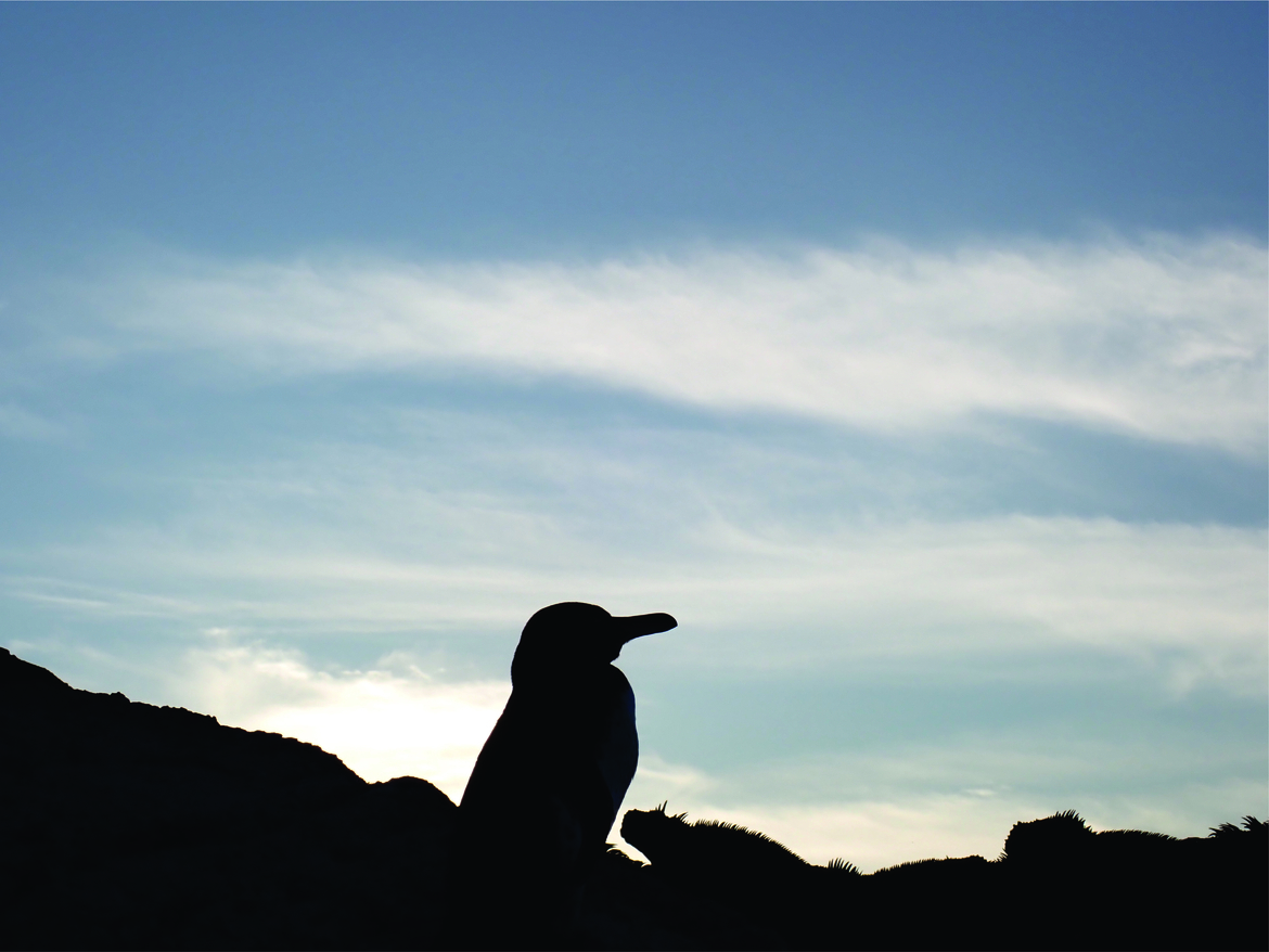 , Galapagos, Ecuador