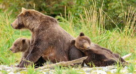 Brown Bear, Katmai, United States Of America
