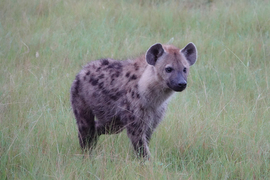 Spotted Hyena, Queen Elizabeth National Park, Uganda