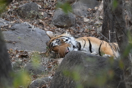 Tiger, Ranthambore Park, India