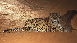 , Pantanal, Brazil