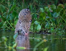 Jaguar, Tributary, Cuiaba River, Porto Jofre, Brazil