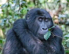 , Bwindi Impenetrable Forest, National Park Uganda, Uganda