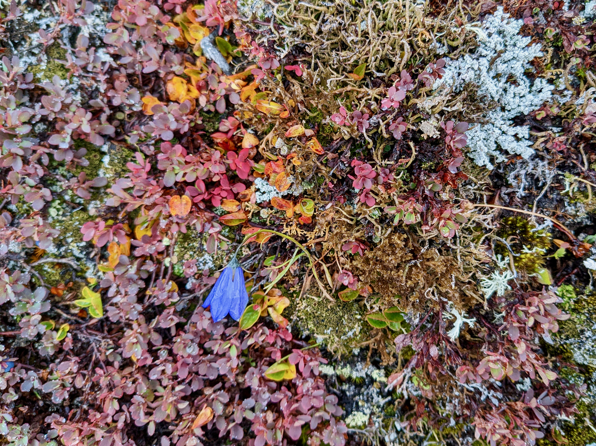Greenlandic blue harebell, Kulusuk, East Greenland, Greenland