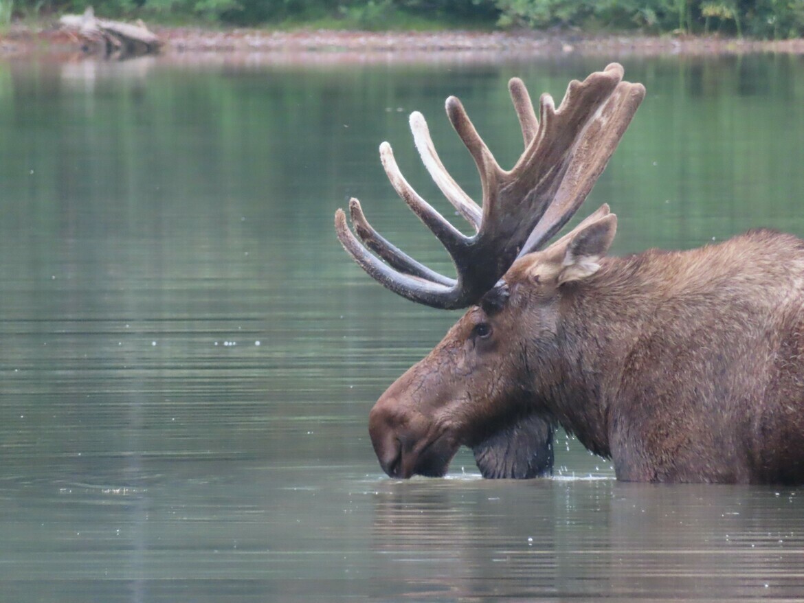 Moose, Glacier National Park, Fishercap Lake, United States Of America