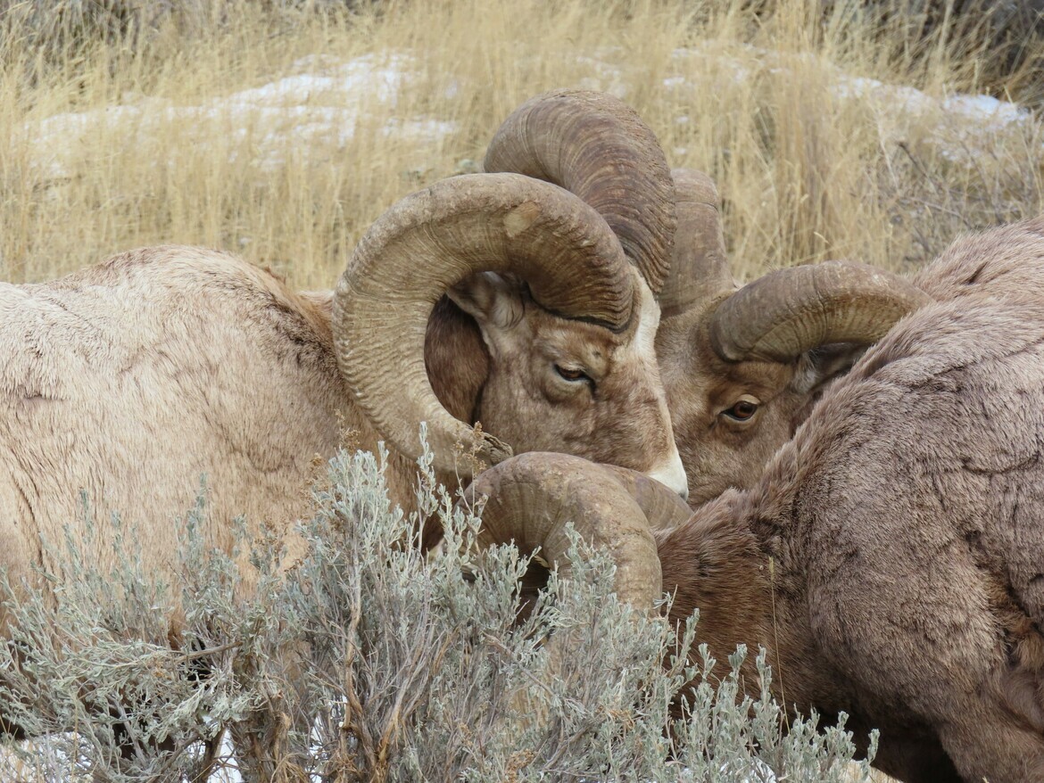 Big Horn Sheep, Yellowstone National Park, United States Of America