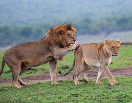 , Ol Pejeta Conservancy, Kenya, Kenya