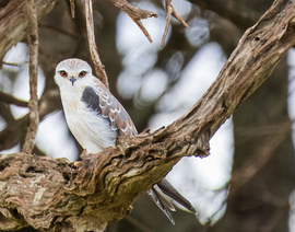Black -winged Kite, Masa Mara, Kenya